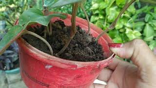 Dekho friend mera pan ki plant grow ho giya ☘️☘️☘️☘️ Mukta vlog 🏡 🌱 [upl. by Samled]