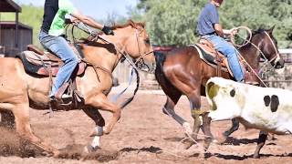 team roping horse for sale [upl. by Horner]