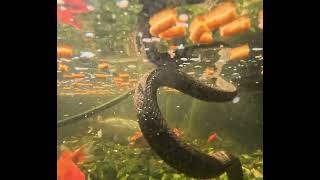 Feeding koi pond on 6124 Best snake footage yet [upl. by Jodee928]