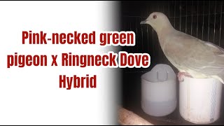 Pinknecked green pigeon x Ringneck Dove Hybrid Male Courting Sound and Excitement Sound [upl. by Joaquin]