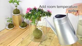 How to water kokedama [upl. by Erdah]