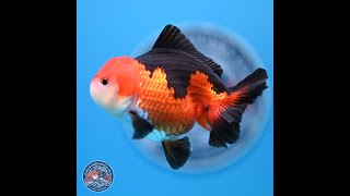 Tricolor Oranda 3545 inches 241004OR10 [upl. by Anelrahs]