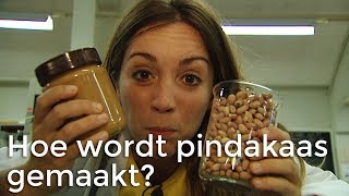 Hoe wordt pindakaas gemaakt  Het Klokhuis [upl. by Giraldo]