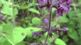 Hedge Woundwort Stachys Sylvatica  20130713 [upl. by Enirbas]