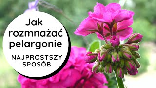 ❓Jak rozmnażać pelargonie❓ Najprostszy sposób👍 Jak zrobić szczepkisadzonki pelargonii🌸🌺 [upl. by Couhp]