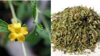 You’ll be surprised to know the many benefits you will get From Damiana [upl. by Atsira]