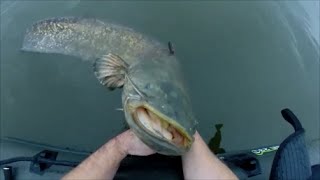 Pêche du silure en hiver une journée inoubliable [upl. by Laidlaw]