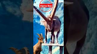 Alpine ibex facts likesadia animals wildlife goat [upl. by Bigg]