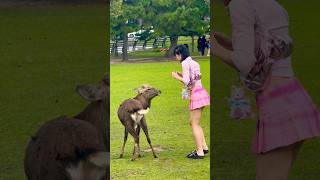 奈良の鹿に餌やりタイム外国人にとってもっとも楽しい時間⏰奈良公園🦌 [upl. by Euqor756]