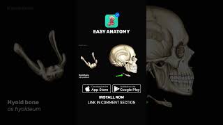 Hyoid bone Anatomy amp Function  EasyAnatomy Shorts [upl. by Vinay]