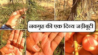 खैर कत्था पहचान और फायदे │Acacia Catechu Identification amp Benefits Health Channel By Vishal Sathye [upl. by Kissel67]