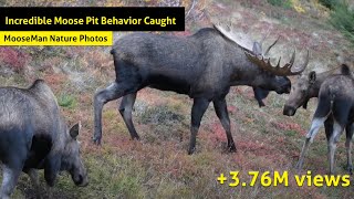 Moose Pit Behavior Caught On Camera [upl. by Enreval]