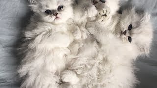 How to take care of 1 month Persian kitten  What and How to Feed kitten of 4 to 6 weeks old [upl. by Murtagh]