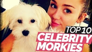 Top 10 Most Famous Morkie amp Yorkie Dogs  Part 1 [upl. by Raknahs]