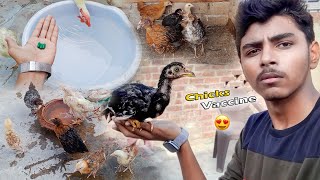 Chickens Ki Vaccine Kr Di 😍 Aseel Chuza Buy Kr Lain  Pets Vlog [upl. by Avery794]