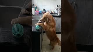 27 Nana Vs How to get toy shorts nana doglover dog dogs pets pet cute puppy [upl. by Rema762]