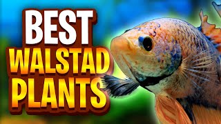 The Best Plants For Walstad Method Tanks Five Easy Plants For Planted Tanks [upl. by Essinger]