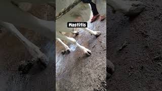 Mastitis care docter pashu cow farming pashuseva vet doctor animals [upl. by Weathers]