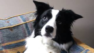 Border Collie Talking [upl. by Skippy]