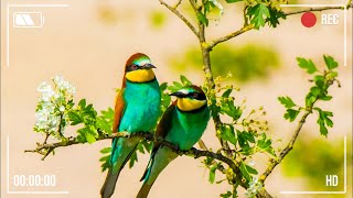 The Most Colorful Birds in the World  Breathtaking Nature amp Wonderful Birds Songs  Stress Relief 2 [upl. by Panta12]