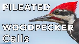 Pileated Woodpecker Calls Learn 4 common sounds including their drumming [upl. by Milda307]