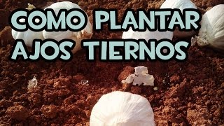 Como Sembrar o Plantar Ajos Tiernos  La Huerta de Ivan [upl. by Ettennat795]