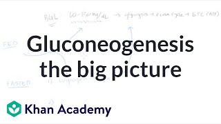 Gluconeogenesis the big picture  Biomolecules  MCAT  Khan Academy [upl. by Acyssej294]