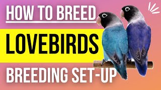 How to Setup a Lovebird Breeding Cage [upl. by Gabrila]