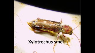 Xylotrechus smei by Theo [upl. by Tia336]