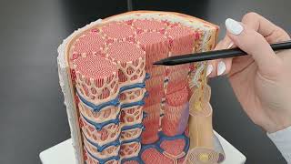 Muscle Fiber vs Myofibril Anatomy [upl. by Kubetz605]