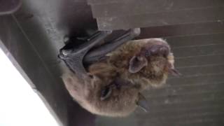 Big Brown Bats mating  Eastern Iowa [upl. by Goldin638]