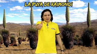 La puya de Raimondi  Ronald Vilchez [upl. by Nobell]