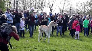 Ein Haflinger Fohlen geht seinen eigenen Weg  Weideauftrieb Meura [upl. by Zorah]