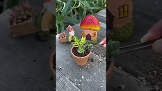 Planting Mini Succulents [upl. by Balliett]