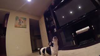 Rat Terrier howling [upl. by Macey]