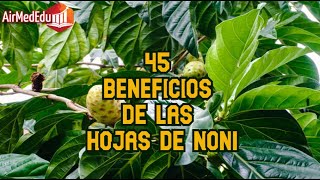 45 Beneficios de las Hojas de Noni [upl. by Carine960]