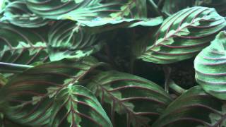 Prayer plant time lapse [upl. by Doowle]