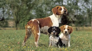 Vaccinating Your Brittany Dog Essential Considerations for Optimal Health [upl. by Lhary]