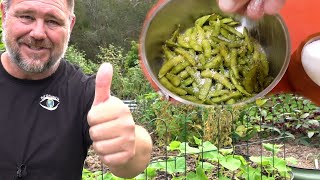 Growing Edamame from Seed to Plate  Backyard Soybeans [upl. by Evvie]