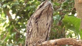 Tawny Frogmouth Camouflage Technique [upl. by Oric634]