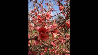 Chaenomeles speciosa flowering quince Chinese quince or Japanese quince [upl. by Calesta]