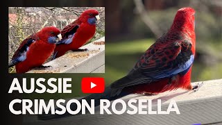 Aussie Crimson Rosella Parrot 🦜🦜 WATCH  LISTEN to their sounds EATING its SUPER MESSI amp HAPPY 🥰 [upl. by Santa]