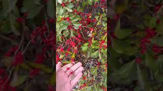 Winterberry Holly [upl. by Glori726]