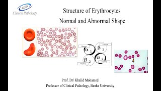 Vet Hematology Lecture 2 1 Erythrocytes morphology Arabic tutorial [upl. by Andrew]