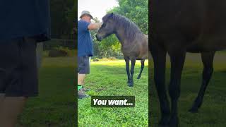 Training Our Icelandic Horse  🇮🇸 🐴 iceland horses [upl. by Rikki]