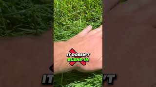 Creeping Bentgrass in COOL SEASON LAWNS lawncare lawntips diy [upl. by Evilc188]