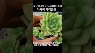 다육이 메리골드 꽃나래다육 01028181441 💕Korean succulent plants 다육식물 plants 다육 garden ceramic 다육화분 [upl. by Tony]