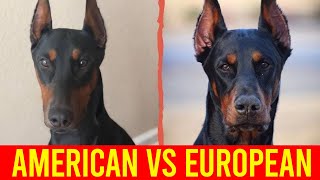 American Dobermann VS European Dobermann 5 Shocking Differences You Didnt Know [upl. by Stegman]