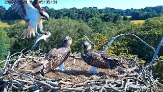 Review Osprey Parent birds brings a big whole fish to feed their family P03  July292024 birds [upl. by Calhoun401]