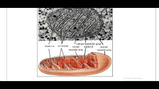 Mitochondriaamp Endoplasmic reticulum [upl. by Celestyn176]